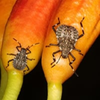 brown marmorated stink bug nymphs in michigan