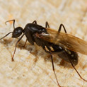 Carpenter Ant Identification