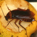 Cockroach Identification