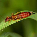 Earwig Identification