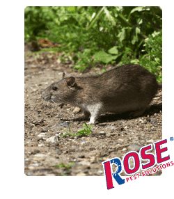 Rat Are A Major Pest Problem For Michigan And Ohio