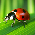 Lady Bug Identification