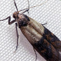 Pantry Pest Identification