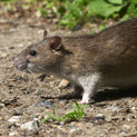 Rat Identification