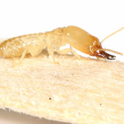 termite in a home in troy mi