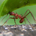 Small Ant Identification