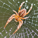 Spider Identification