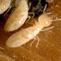 Termite Identification