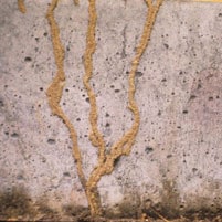 Watch Out For Mud Tunnels On The Exterior Of Your Home termite mud tunnels along a foundation