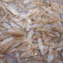 Discarded termite wings