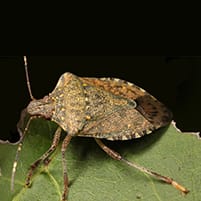 brown marmorated stink bug in troy mi