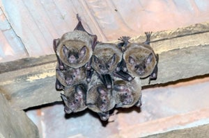 photo of bats in attic