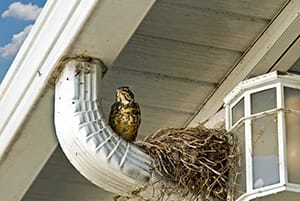 bird nest under house gutters