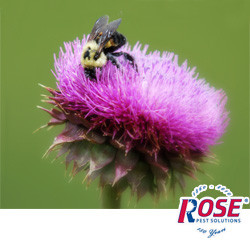 Learn More About Bees And Other Stinging Insects Are Bees Beneficial Or A Danger To Michigan Homeowners