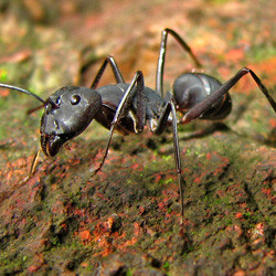 Make Your Home Less Attractive To Foraging Carpenter Ants