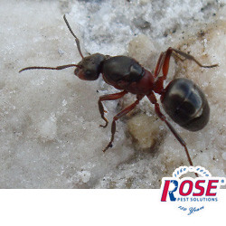 Learn More About This Ant From The Michigan Carpenter Ant Control Experts Carpenter Ants Become A Pest Problem When The Weather Warms