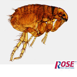 flea found in an ohio home