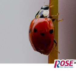 lady bug on a blade of grass