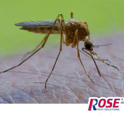 mosquito biting a person in michigan