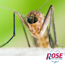 Protect Your Family From Mosquitoes