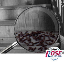 If You Find Mouse Droppings, You Probably Have Mice In The House Mouse Droppings Are A Sure Sign Of Mouse Activity