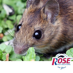 Mice Are Looking For A Warm Place To Stay For The Winte
