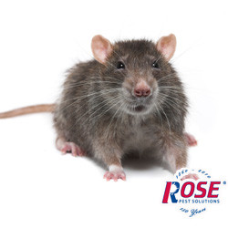 Rodent Prevention Tips For Norway Rats, Mice And Other Pests Stop Norway Rats And Other Rodents With Help From Rose