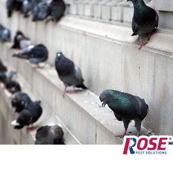 Rose Is Your Local Ohio Pest Bird Expert! pigeons on the side of a building in columbus