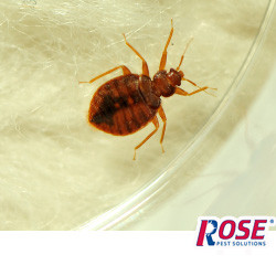 Learn To Identify The Signs Of A Bed Bug Infestation bed bug found in a home in cleveland ohio