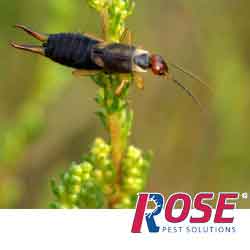 earwig on a plant
