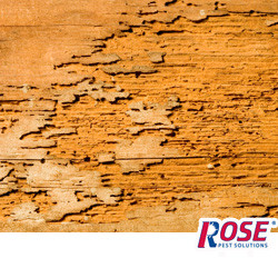 Do You Know The Signs Of Termite Damage termite damaged wood in cincinnati oh