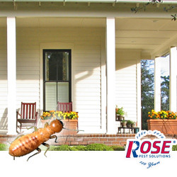 Stop Termites With Termite Control From Rose Pest Solutions Prevent Termite Damage With Termite Control For Your Home