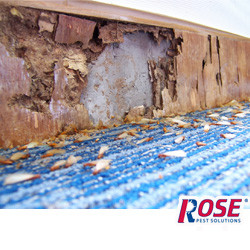 termite damaged wood