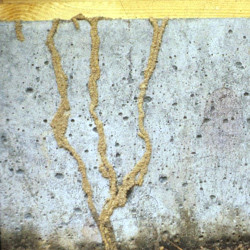 Termite Mud Tubes