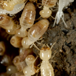 Find Out If Termites Are In Your Home