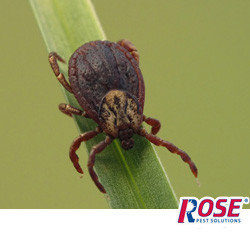 tick season in oh