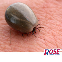ohio tick bite prevention