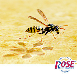 Don't Worry About Wasps And Other Stining Insects This Summer