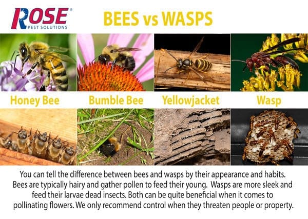 know your stinging insects. learn how to tell a wasp from a bee
