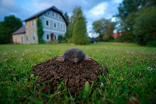 mole emerging from tunnel on mound