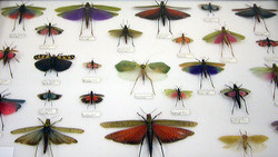 Bug Exhibit