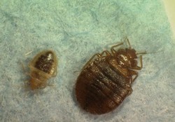 picture of two bed bugs