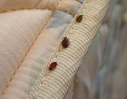 bed bugs on hotel mattress