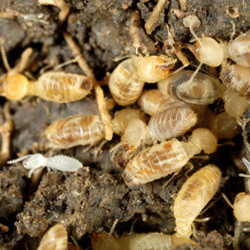 Active Termite Workers