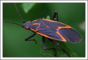 Box Elder Bugs in Michigan