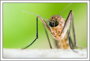 Learn More About Mosquitoes In Cleveland