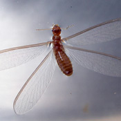 Termite Swarmer in Michigan