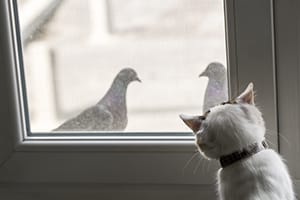cat watching pigeons through glass door