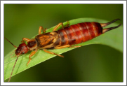Earwig Identification