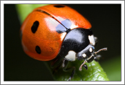Lady Bug Identification